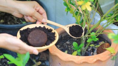 planta com borra de cafe